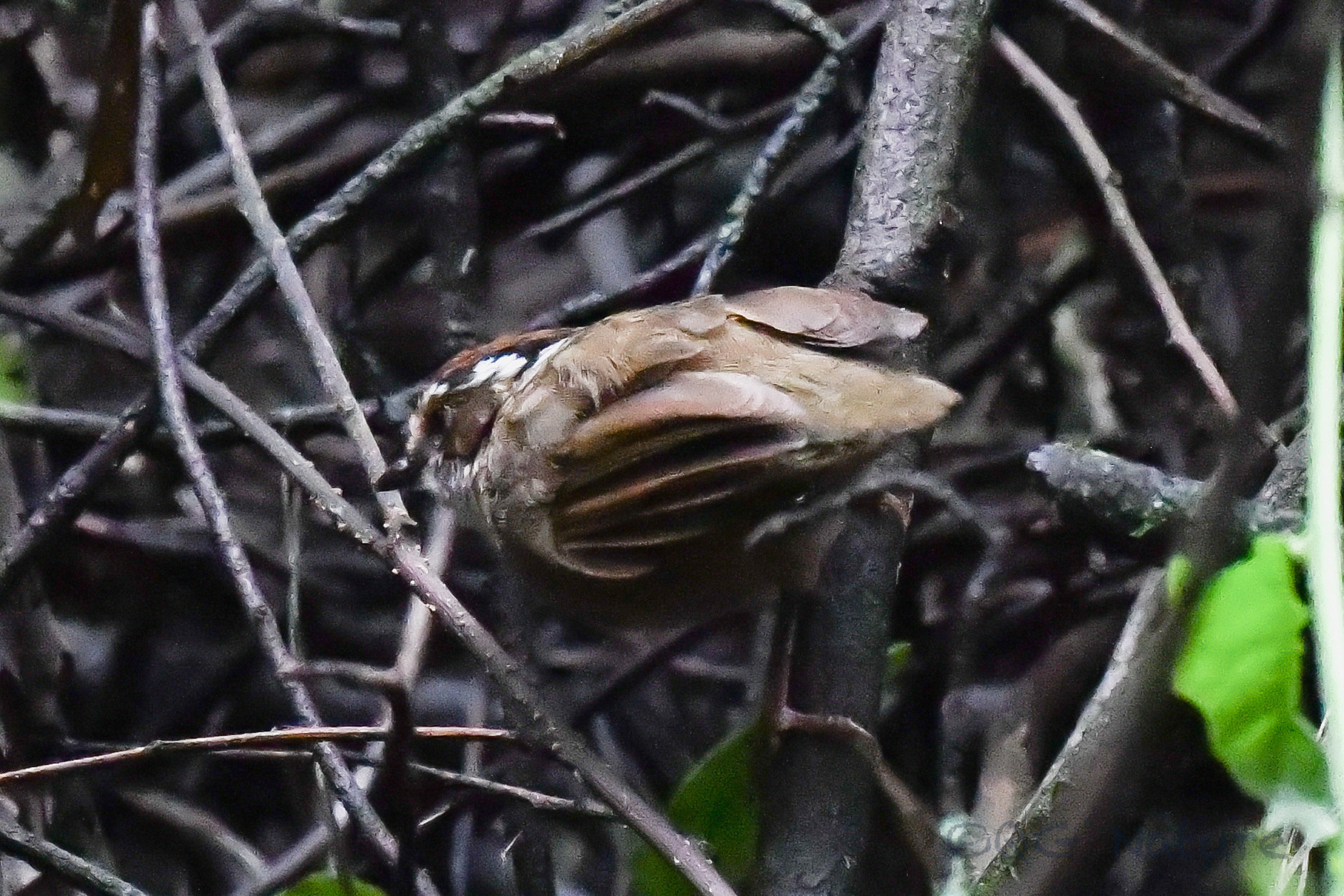 Rusty-capped Fulvetta