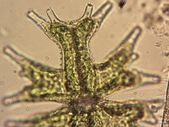 Micrasterias mahabuleshwarensis