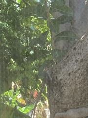 Melanerpes aurifrons