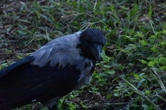 Corvus cornix