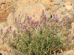 Centranthus longiflorus