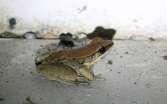 Sylvirana mortenseni