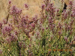 Centranthus longiflorus