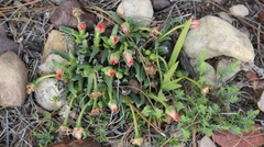 Acrodon bellidiflorus