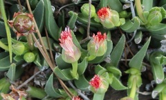 Acrodon bellidiflorus