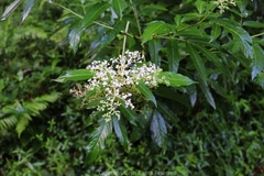 Sambucus williamsii