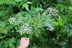 Sambucus williamsii