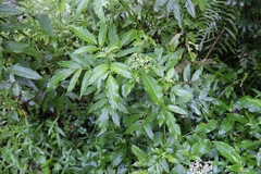 Sambucus williamsii