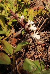 Holothrix parviflora