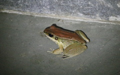 Sylvirana mortenseni