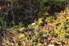 Holothrix parviflora