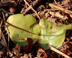 Holothrix parviflora