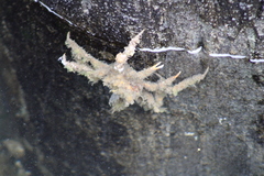Oregonia gracilis