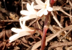 Holothrix parviflora