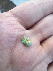 Antheminia pusio