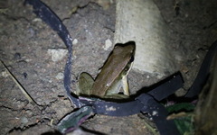 Sylvirana mortenseni