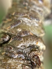 Lepidosaphes ulmi