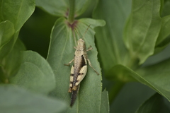 Diabolocatantops pinguis