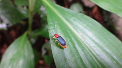 Trichobalya bowringii