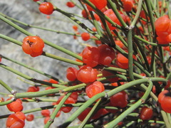 Ephedra procera