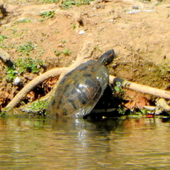 Trachemys dorbigni