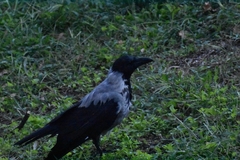 Corvus cornix