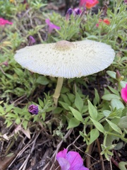 Leucocoprinus tricolor