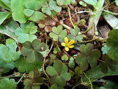 Oxalis corniculata