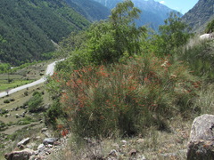 Ephedra procera