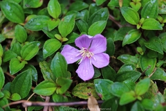 Melastoma dodecandrum