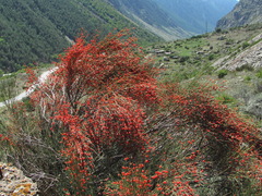 Ephedra procera