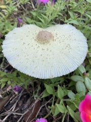 Leucocoprinus tricolor