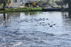 Chroicocephalus ridibundus