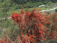 Ephedra procera