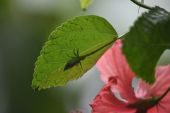 Hibiscus × archeri