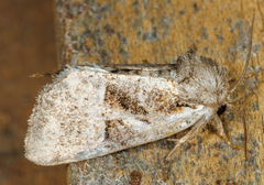 Meropleon diversicolor