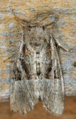 Meropleon diversicolor