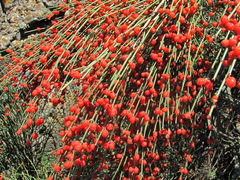 Ephedra procera