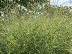 Panicum virgatum