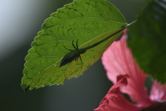 Hibiscus × archeri