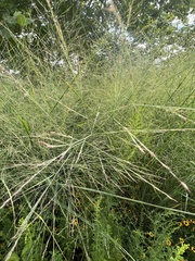 Panicum virgatum