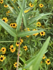 Coreopsis tripteris