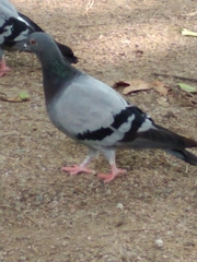 Columba livia