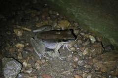 Sylvirana mortenseni