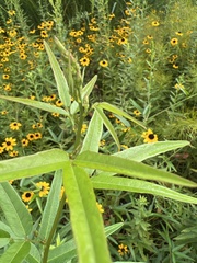 Coreopsis tripteris