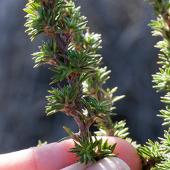 Cliffortia stricta