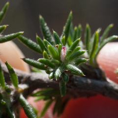 Cliffortia stricta