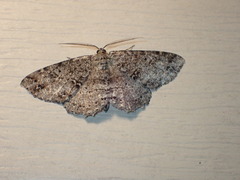 Melanolophiini