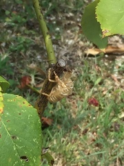 Cicada orni
