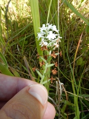 Platanthera nivea